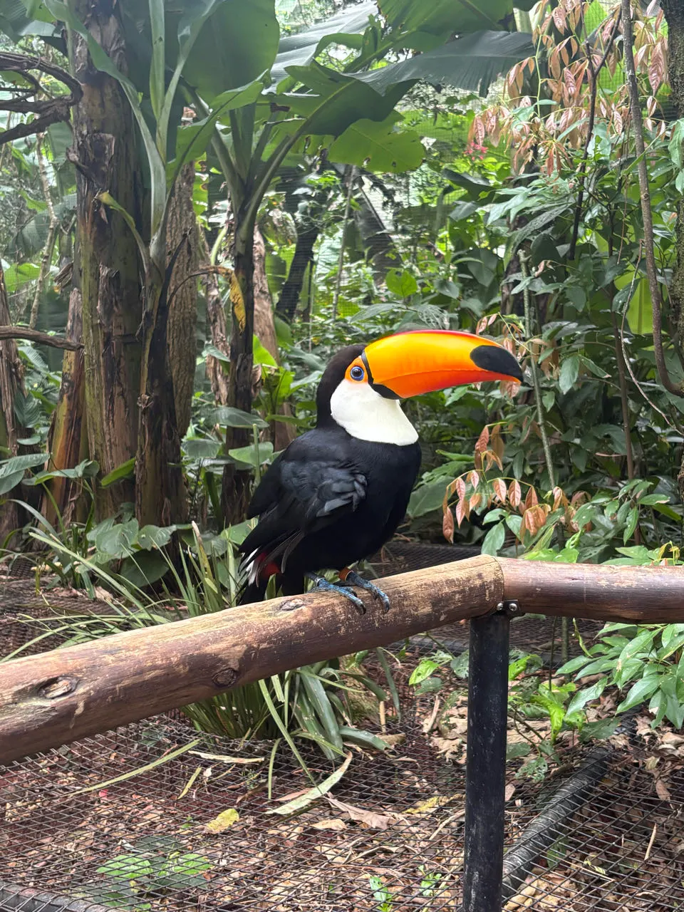 Een toekan met grote oranje snavel op een tak in het vogelpark bij Iguaçu