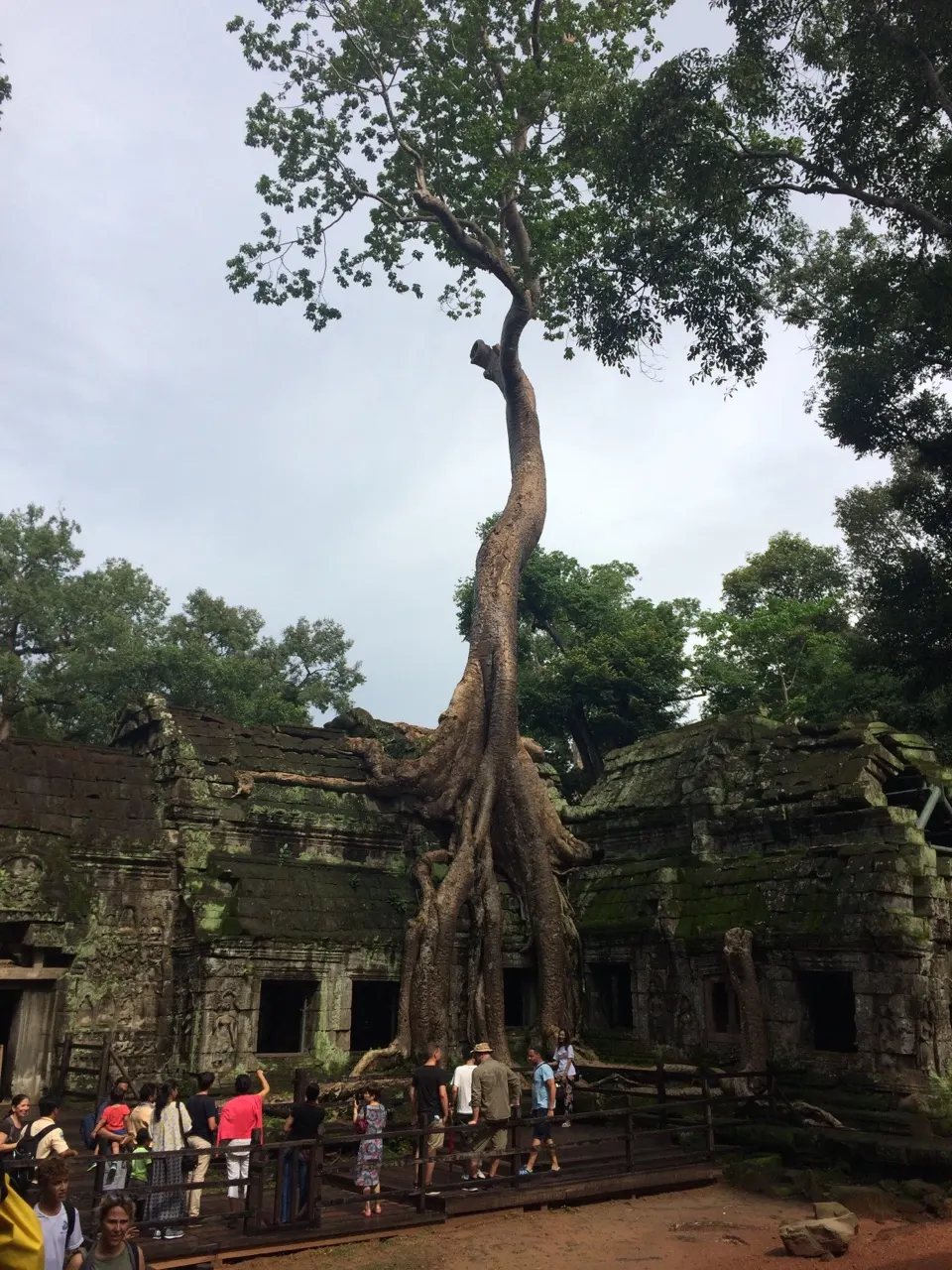 Enorme boomwortels die over de stenen muren van Ta Prohm groeien