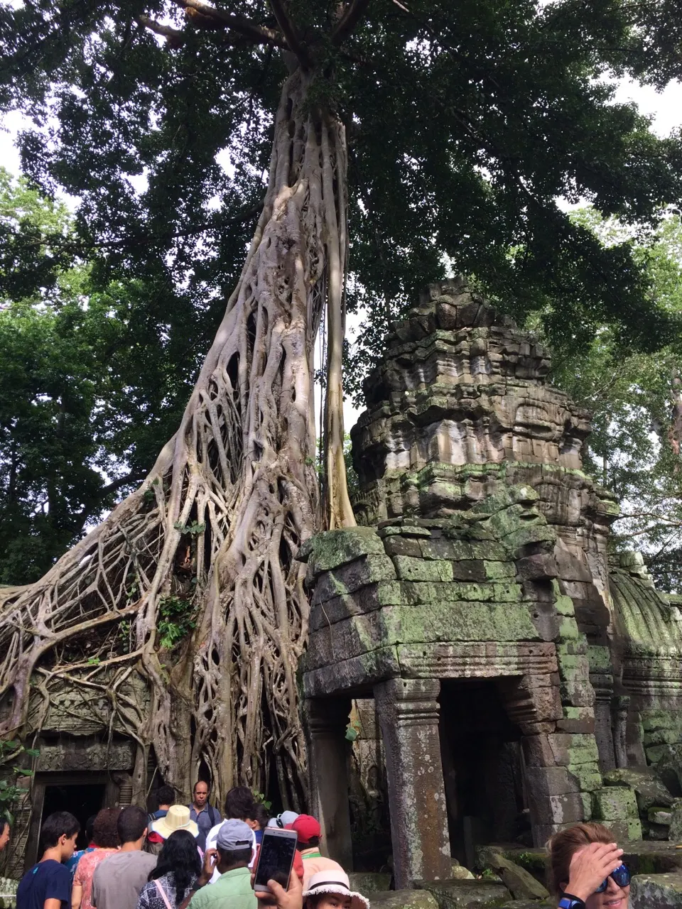 Een tempeltoren van Ta Prohm volledig omgroeid door boomwortels