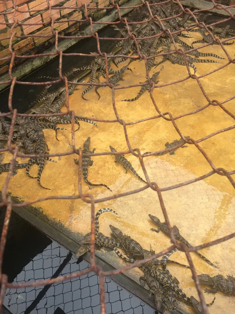Krokodillen in een bassin op een krokodillenfarm bij Siem Reap