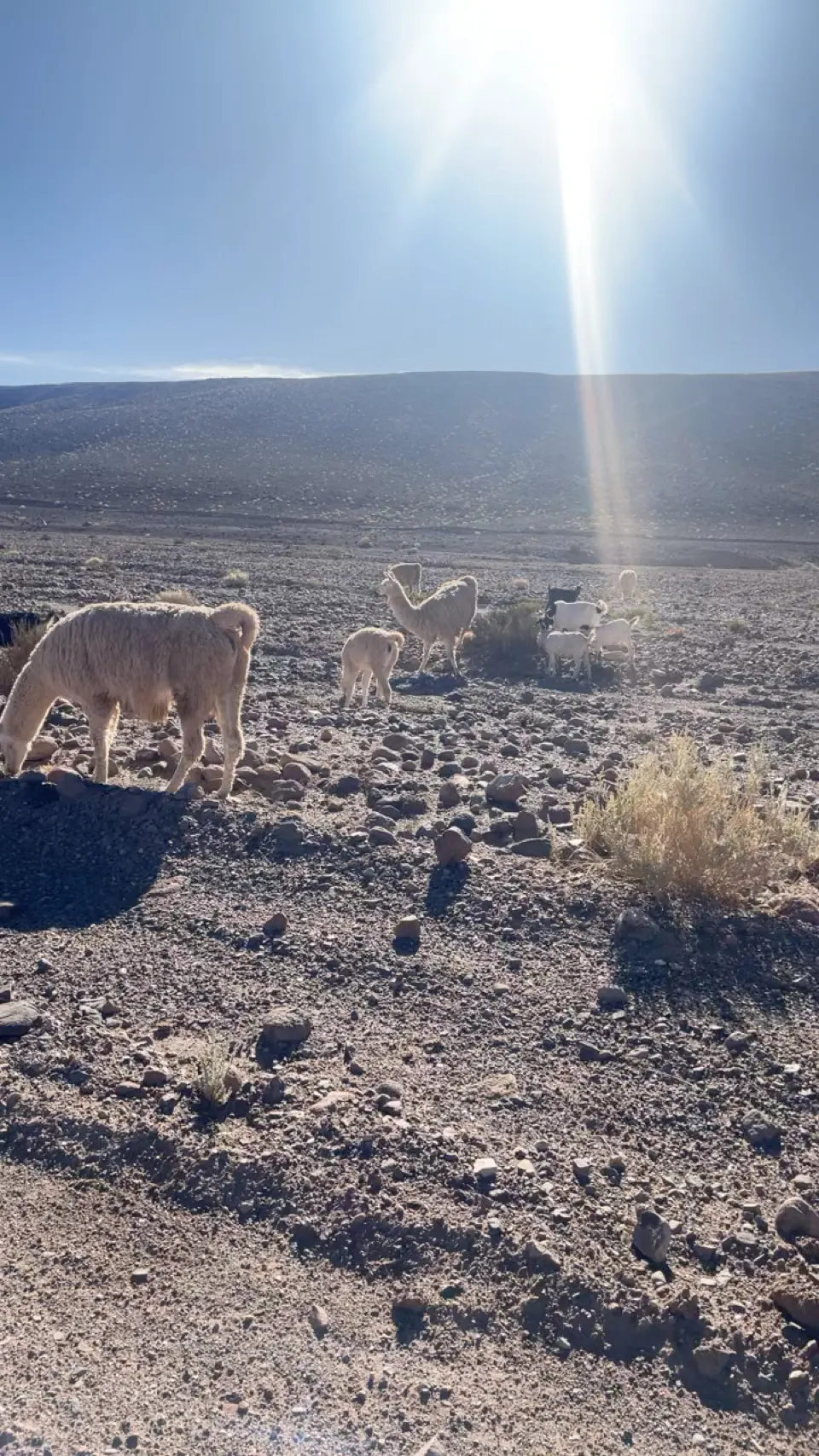 Een lama loopt over een weg in de woestijn bij El Tatio