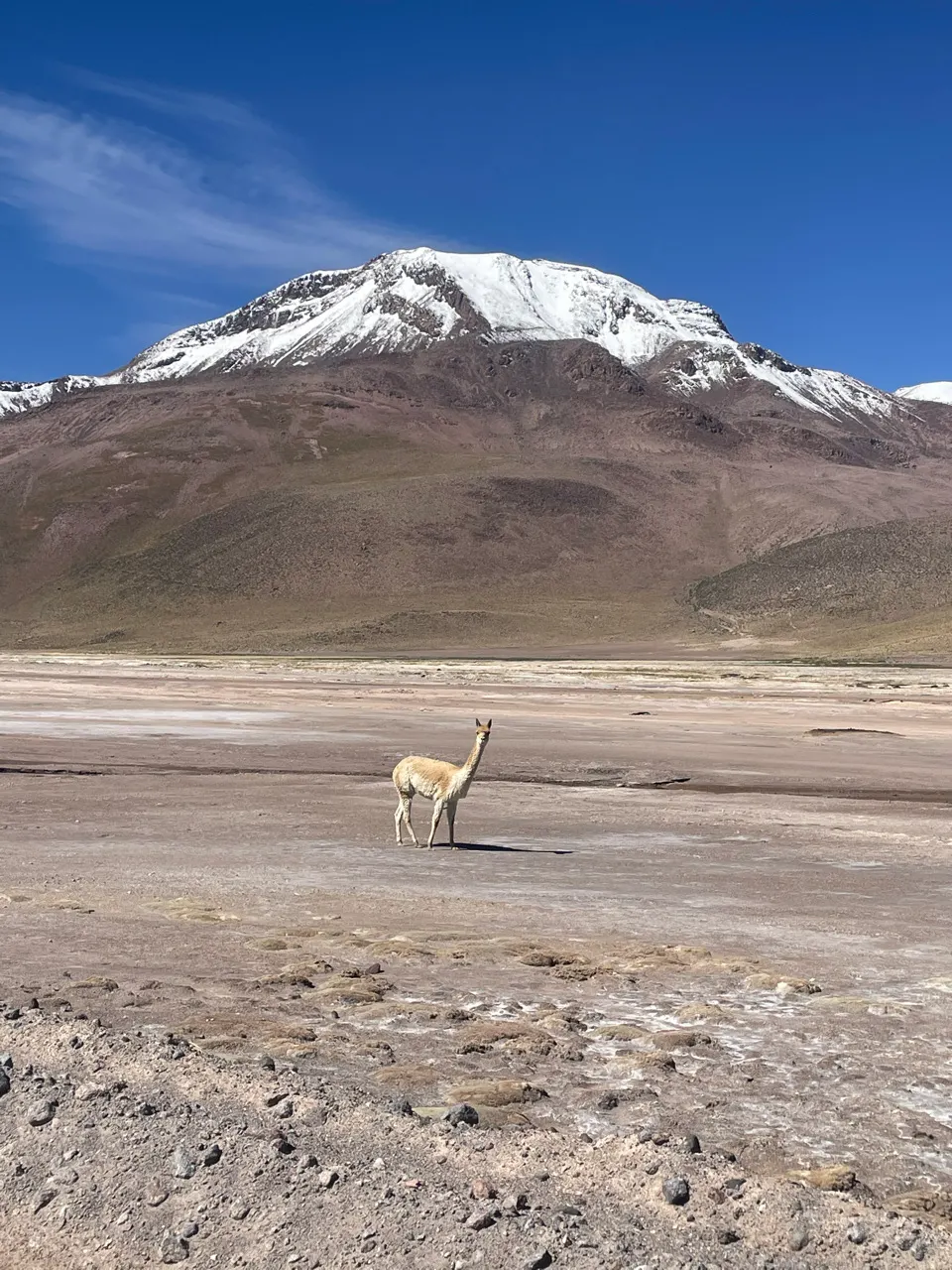 Een vicuña in de hoogvlakte met een besneeuwde vulkaan op de achtergrond