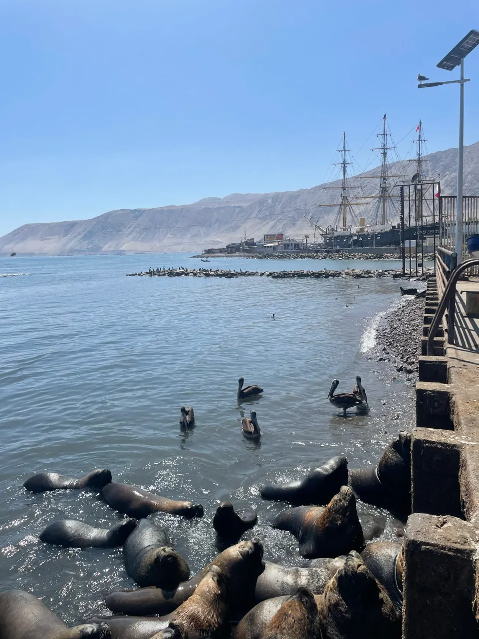 Zeeleeuwen in het water en op de rotsen bij de haven van Iquique