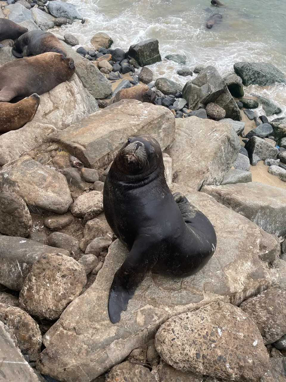 Een zeeleeuw ligt op een rots bij de kust van Valparaíso
