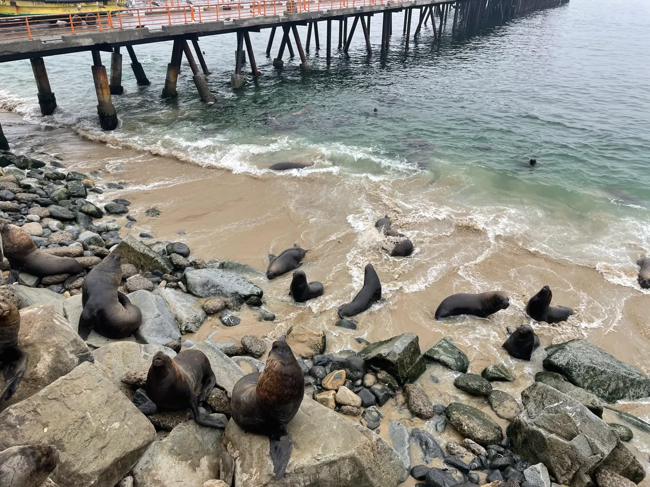 Een kolonie zeeleeuwen op de rotsen bij de vismarkt van Valparaíso