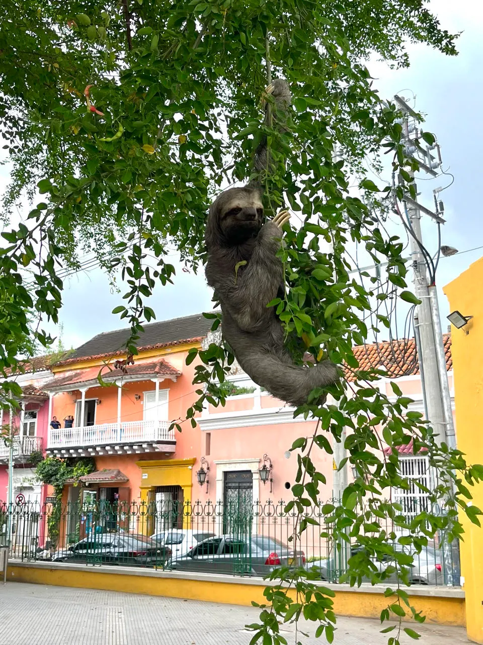 Een luiaard die in een boom hangt in een park in Cartagena
