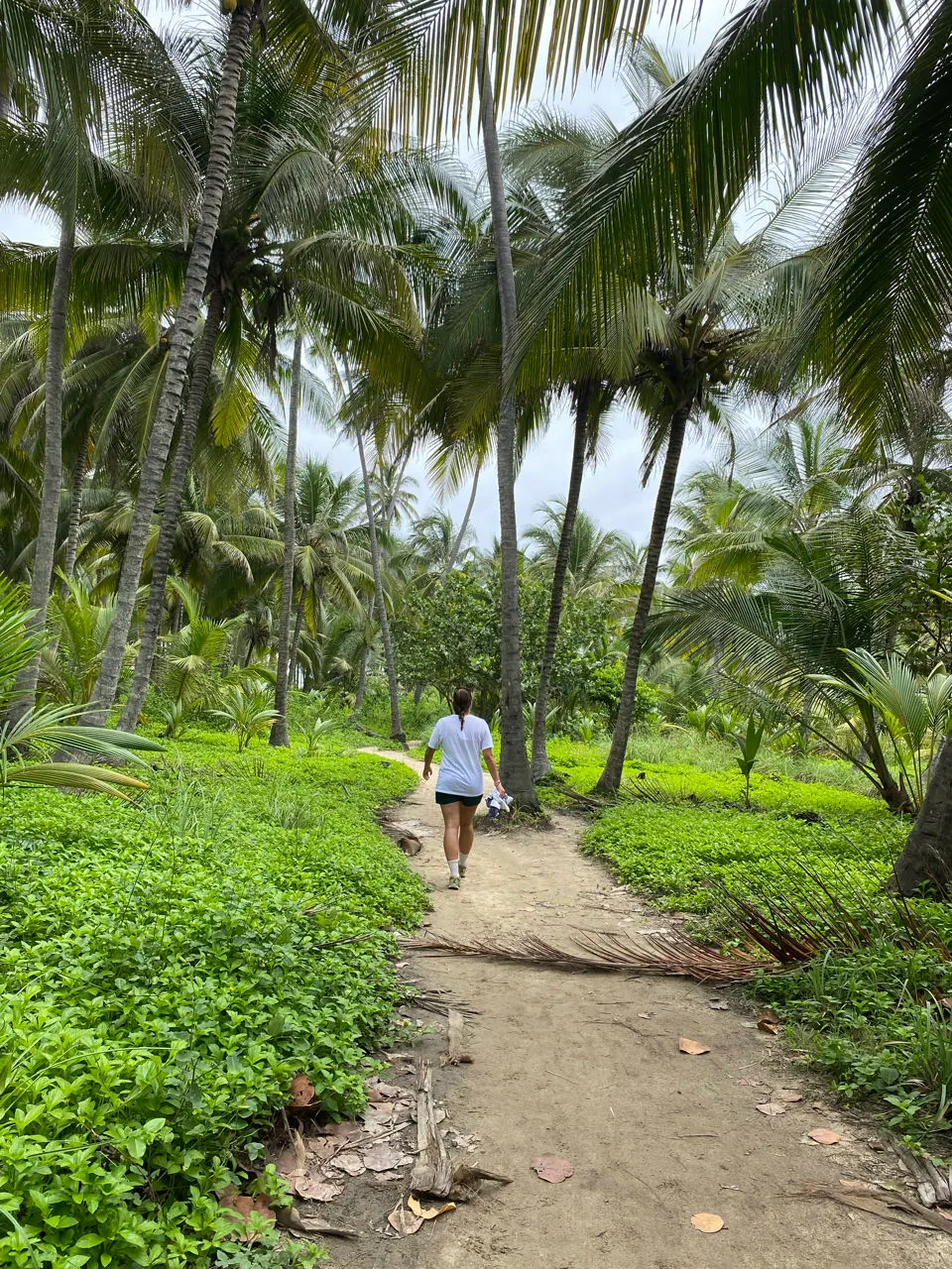 Een pad door een palmbos in nationaal park Tayrona