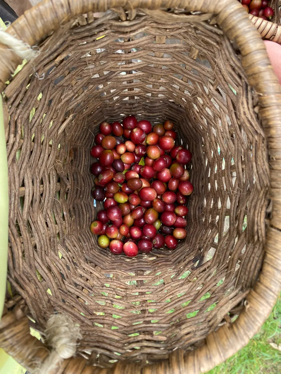 Een rieten mandje gevuld met rode koffiebessen bij een koffietoer in Salento
