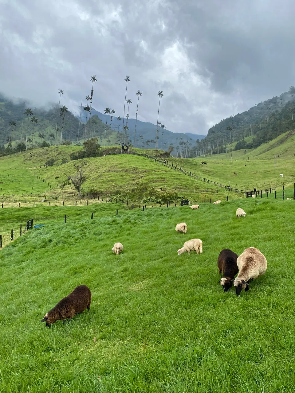 Grazende koeien op de groene, steile heuvels bij de Valle de Cocora
