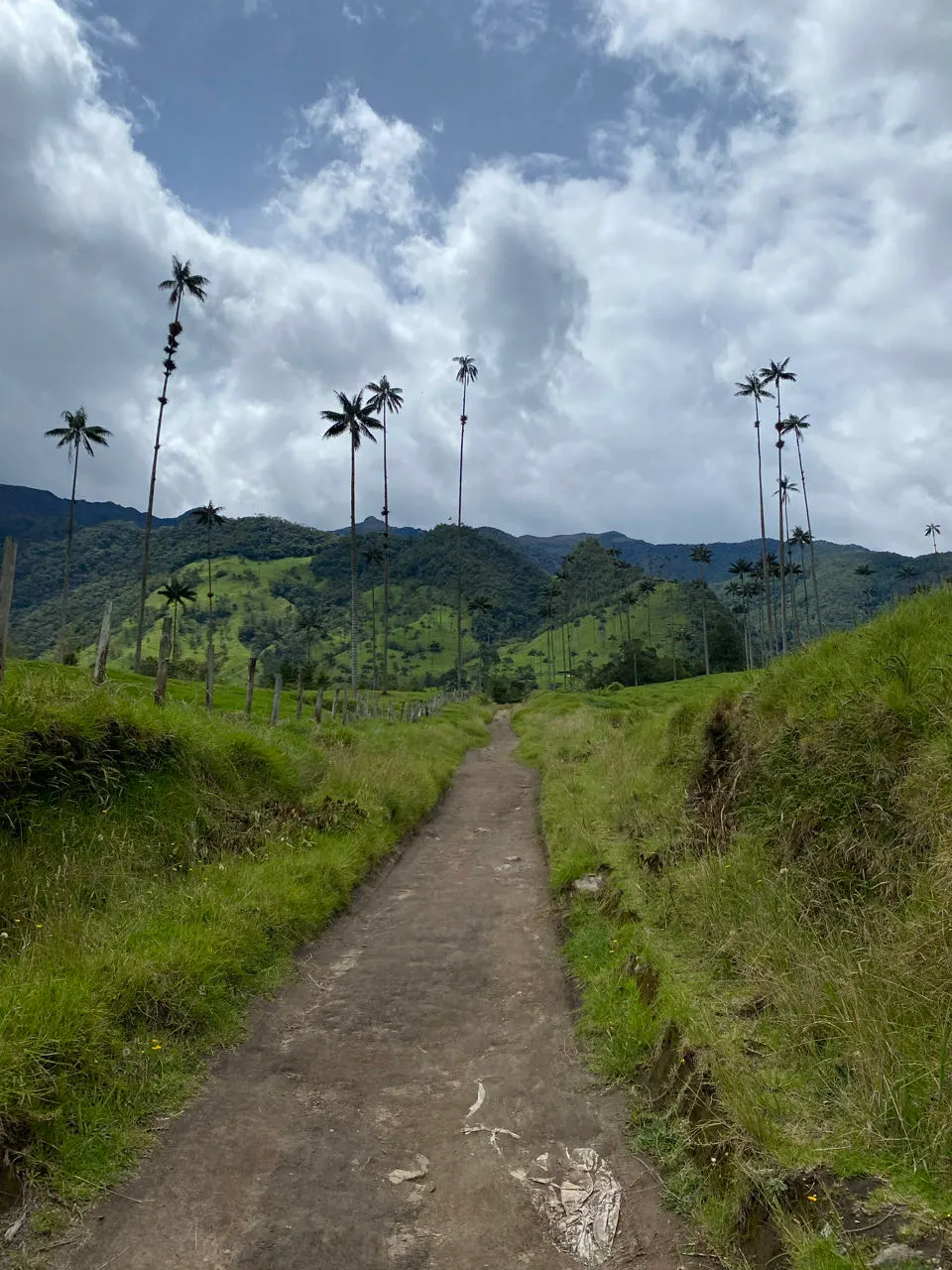 Een wandelpad door de Valle de Cocora met waspalmen en groene heuvels