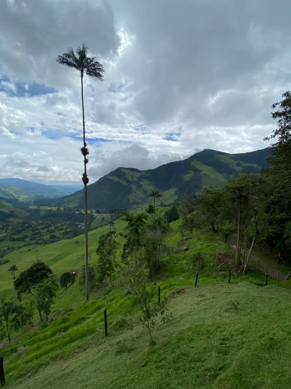 De hoge dunne waspalmen in de groene Valle de Cocora bij Salento in Colombia