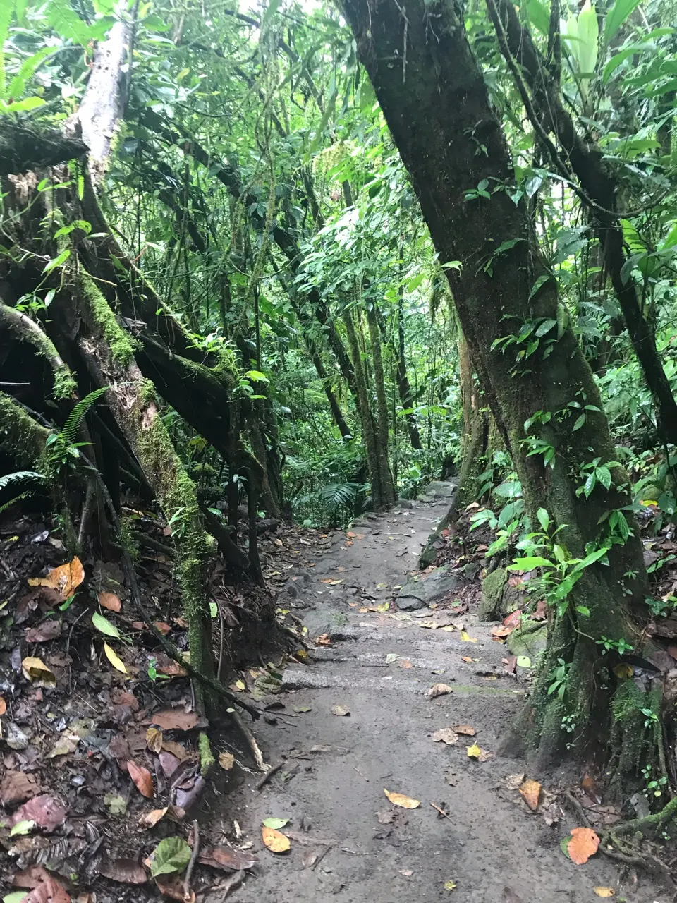 Een smal junglepad door dichte groene begroeiing bij de Arenal