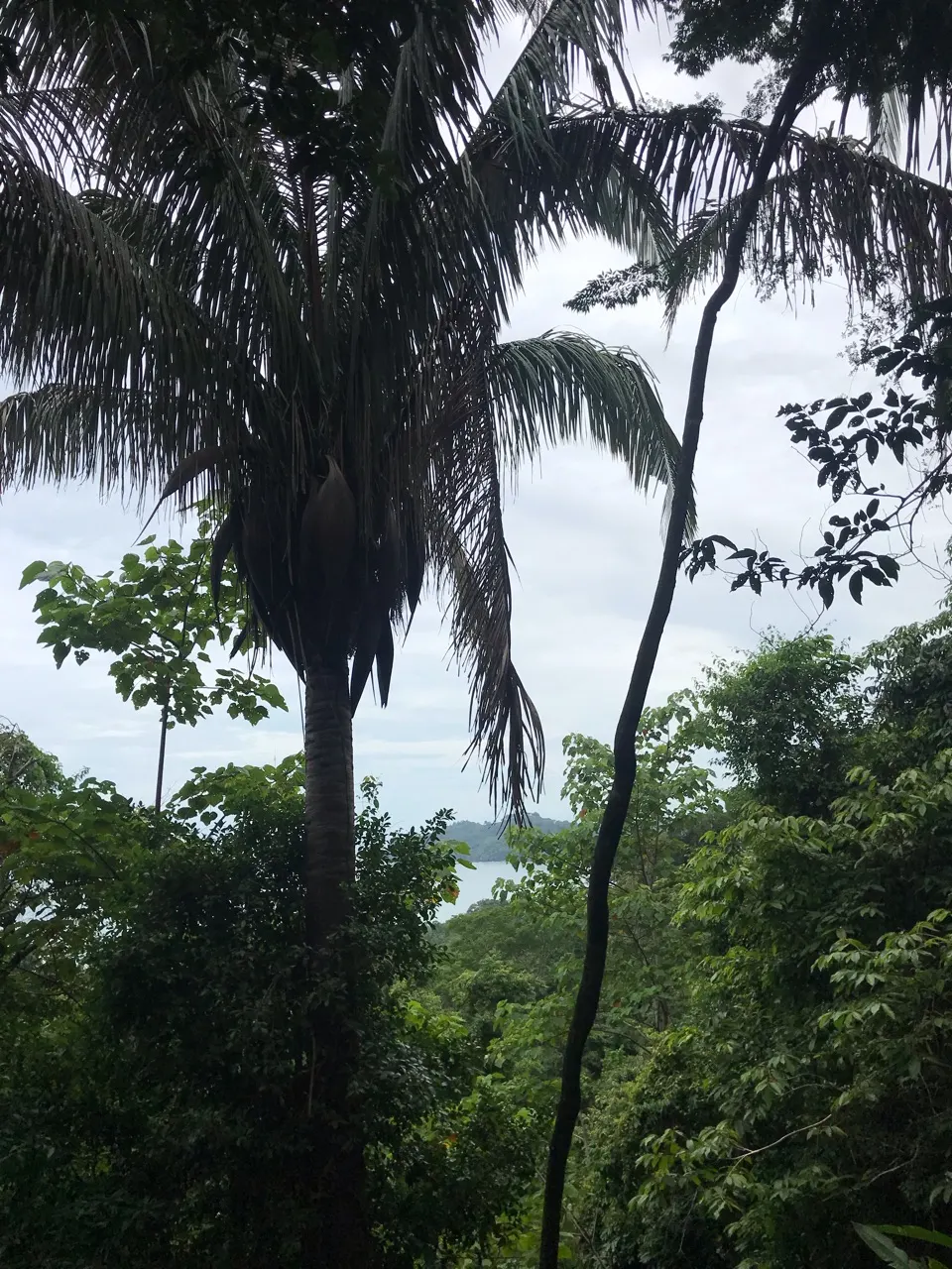 Dichte jungle met palmen die tot aan de kust van Manuel Antonio reikt