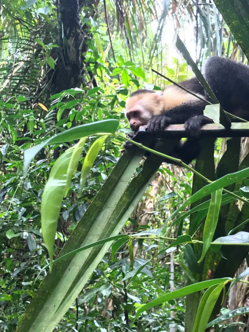 Een luiaard die hoog in een boom hangt in Manuel Antonio