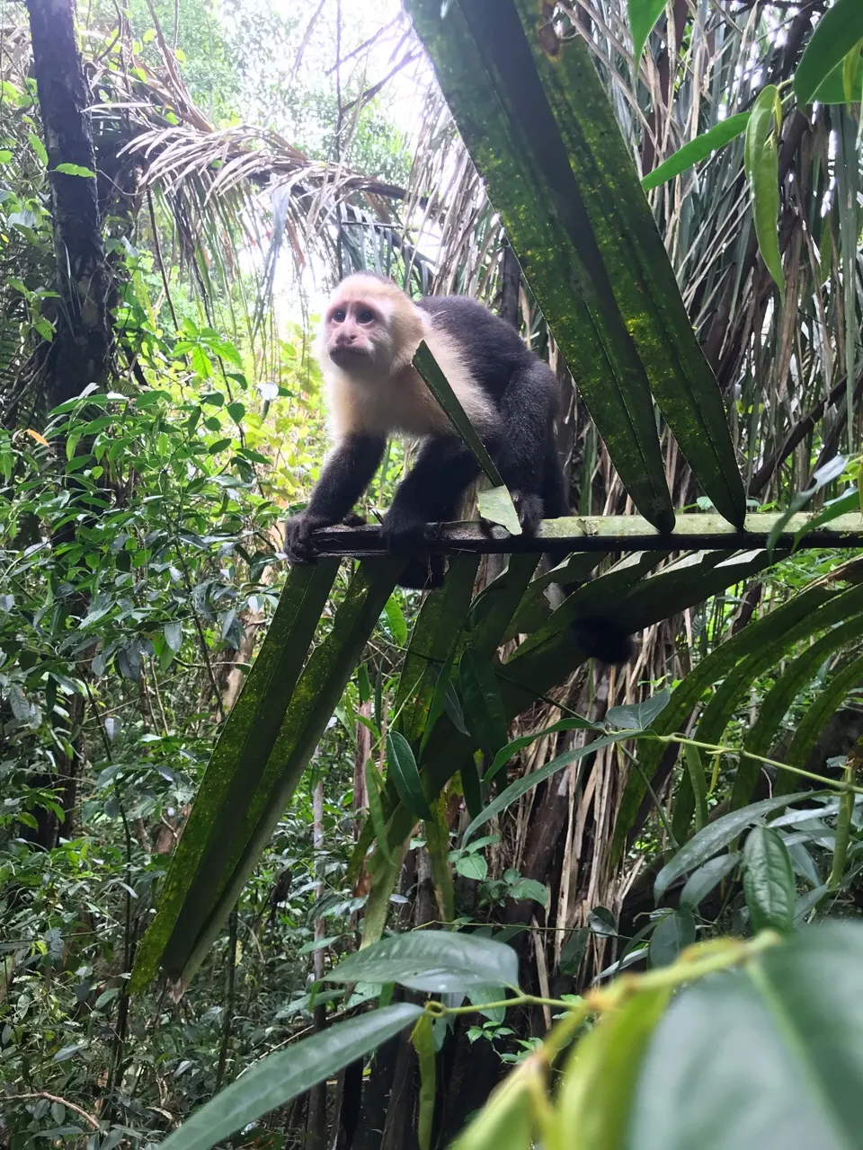 Een vogel op een tak in het regenwoud van Manuel Antonio