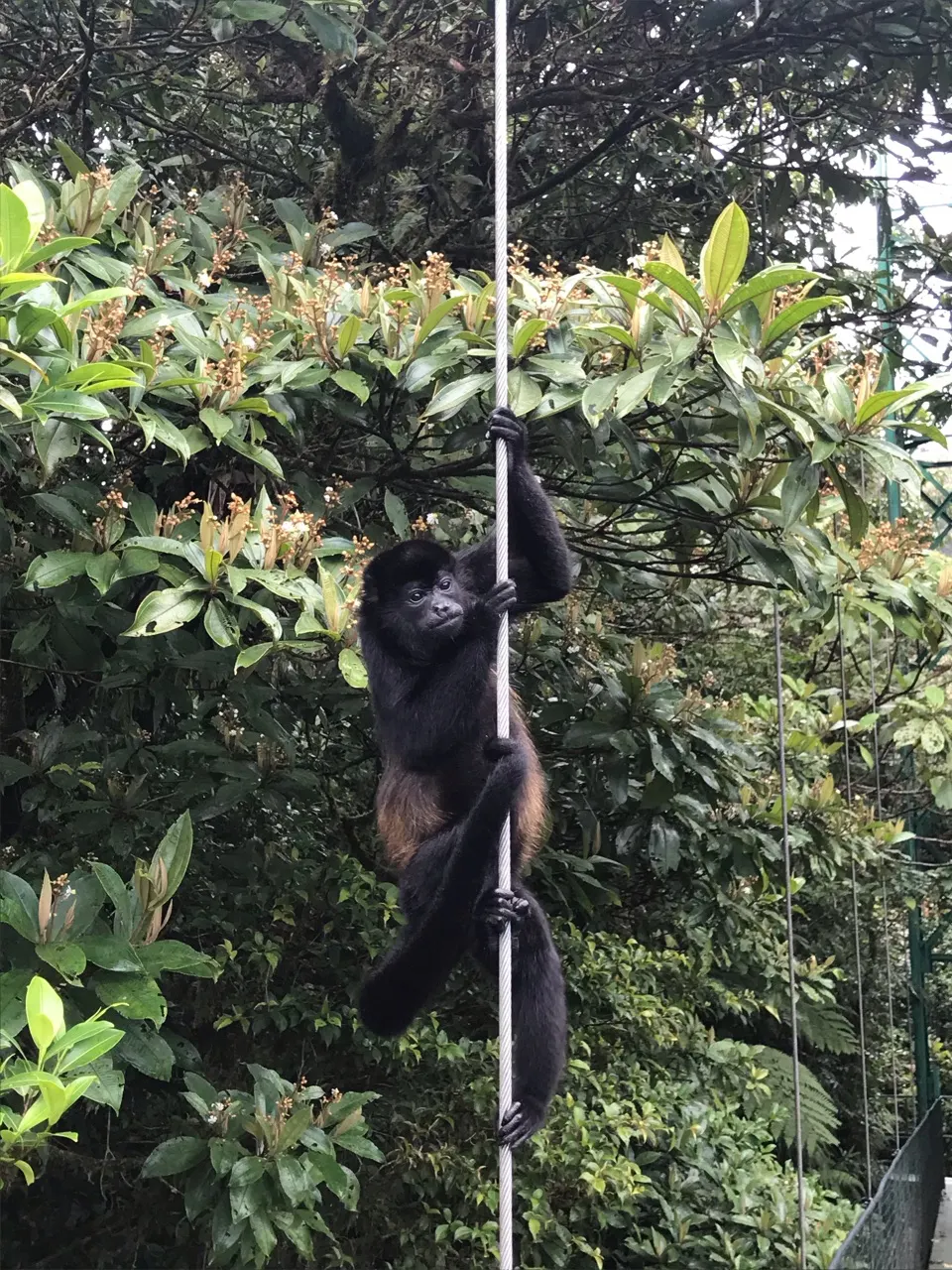Een aapje dat aan de touwen van een hangbrug in Monteverde hangt