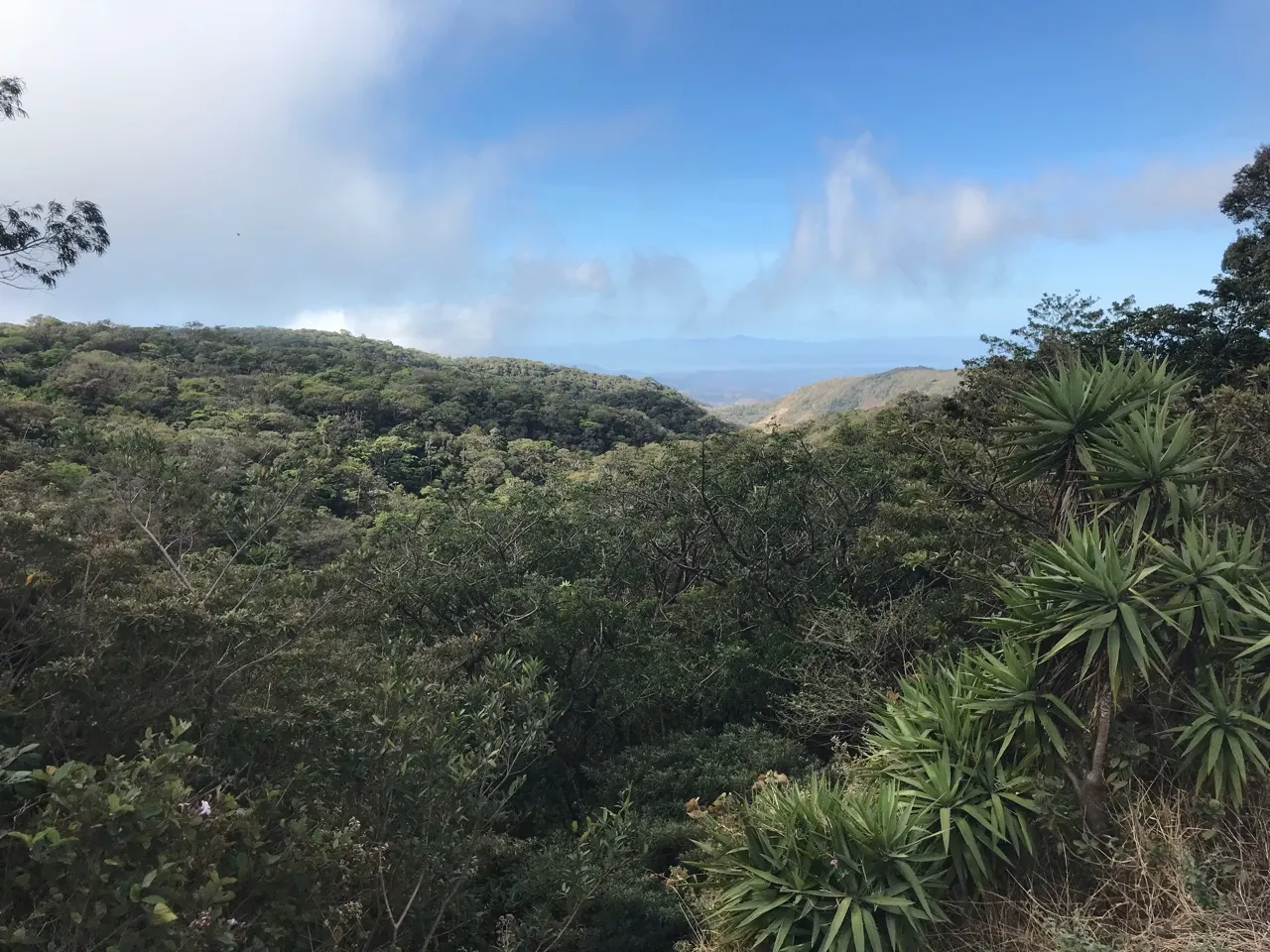 Uitzicht over de groene beboste heuvels van het nevelwoud van Monteverde