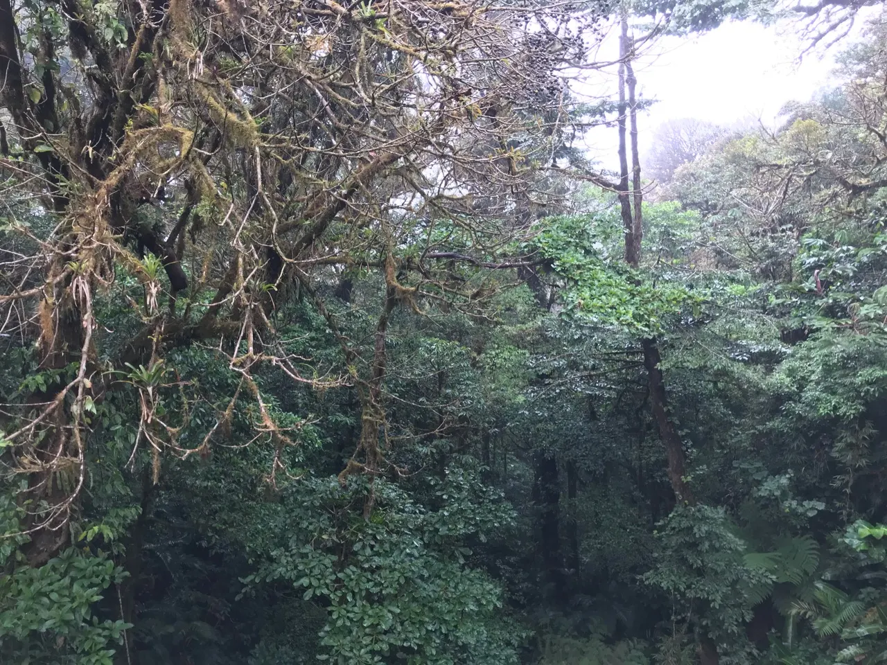 Dicht, groen regenwoud in het nevelwoud van Monteverde