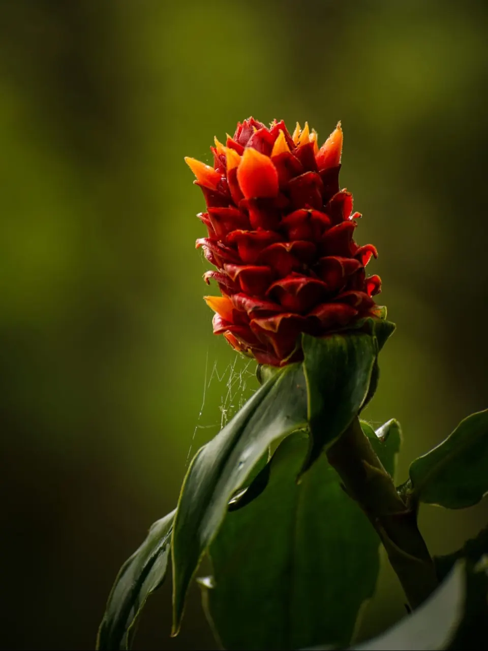 Een felrode tropische bloem in het groen van Monteverde