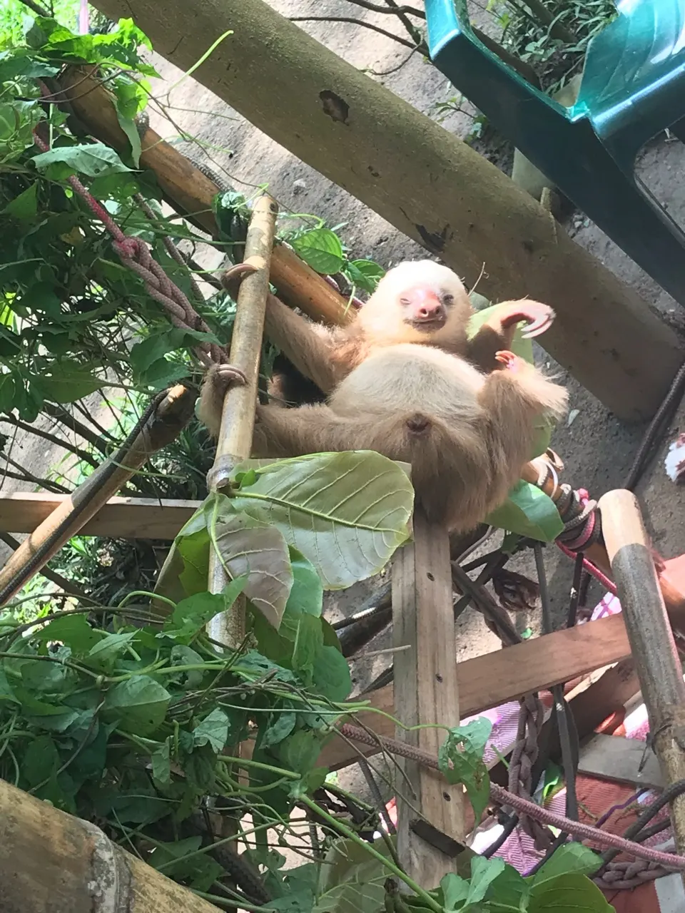 Een baby luiaard in het Jaguar Rescue Center bij Puerto Viejo