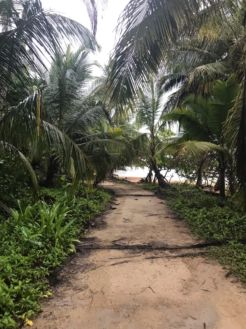 Een junglepad met palmen dat naar het strand leidt bij Puerto Viejo