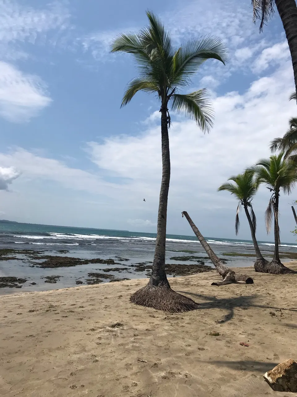 Zonnig strand met palmen en blauwe lucht bij Puerto Viejo