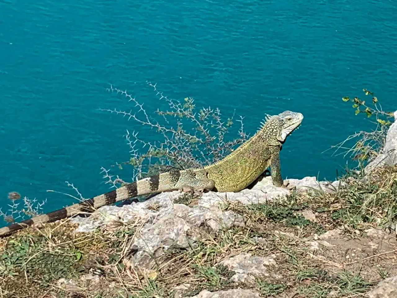 Een leguaan op de rotsen aan de kust van Curaçao