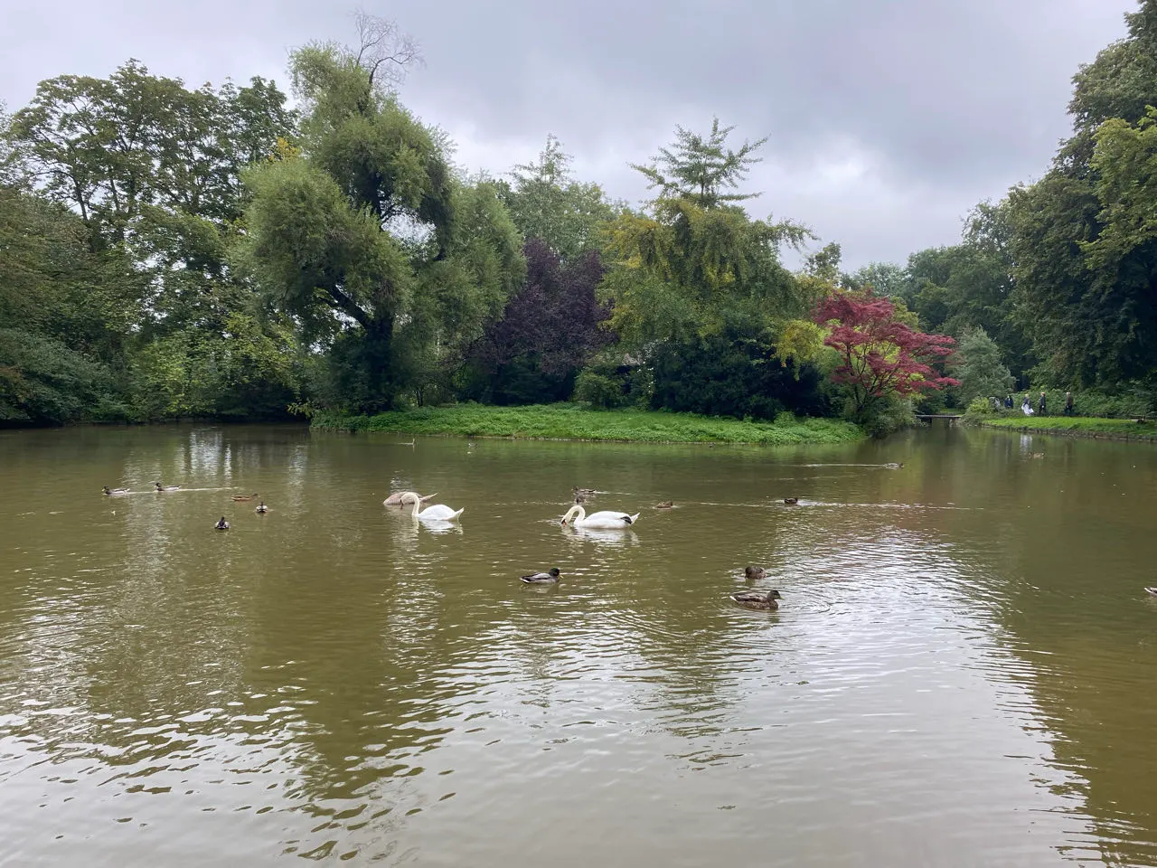 Vijver met zwanen in de Englischer Garten in München