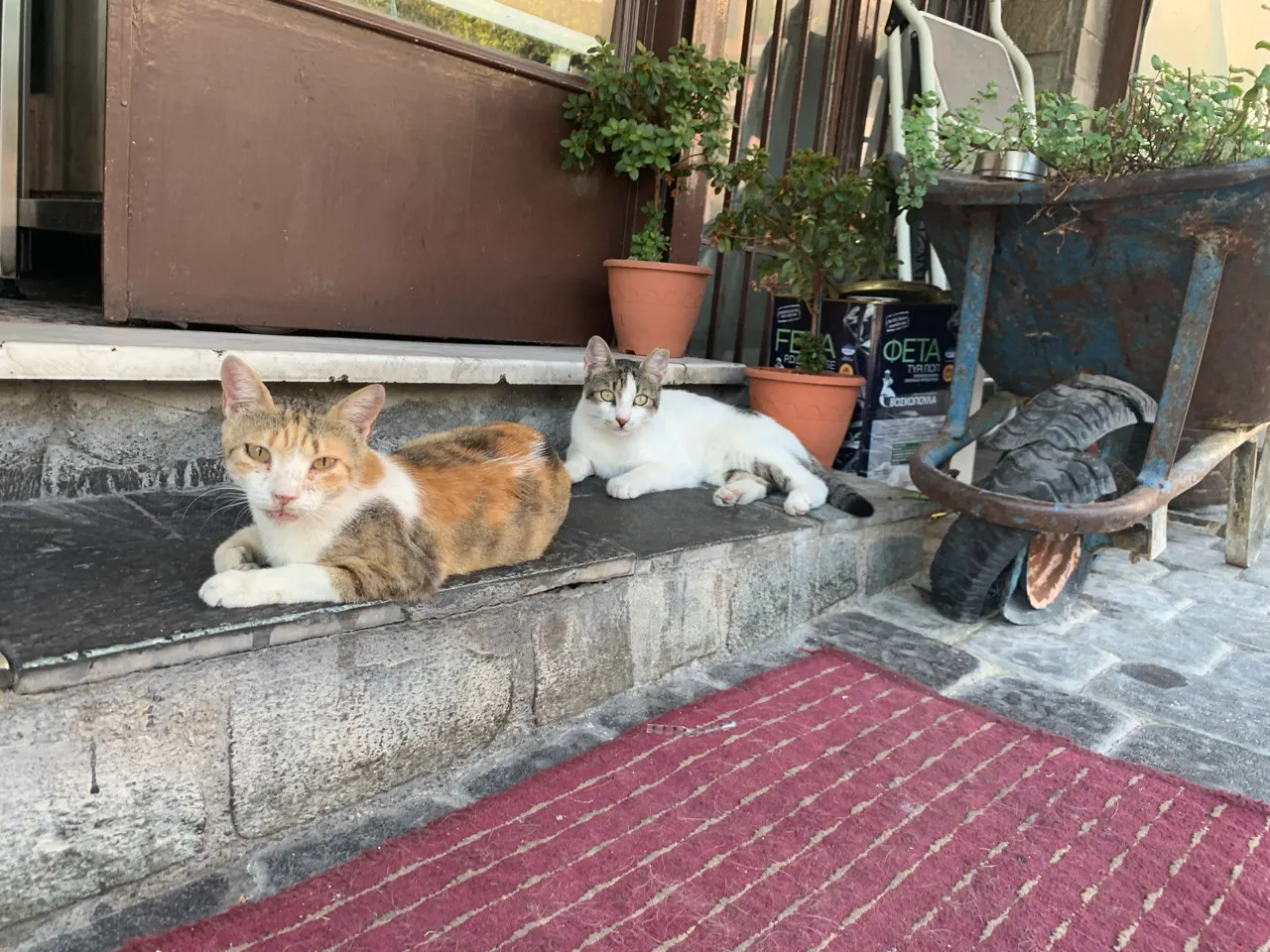 Twee katten liggend op een stoep in Kalambaka