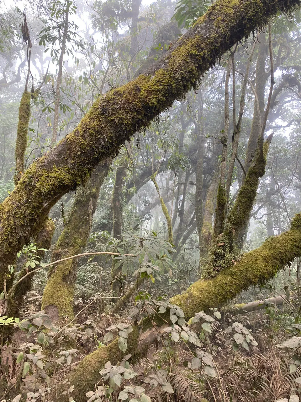 Bemoste bomen in het vochtige nevelwoud op de flank van de Acatenango
