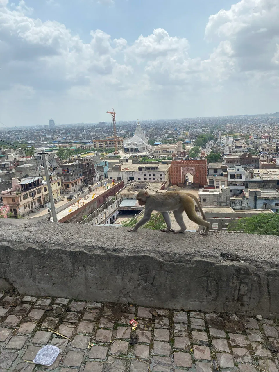 Een aapje op een muur met uitzicht over de daken van Jaipur