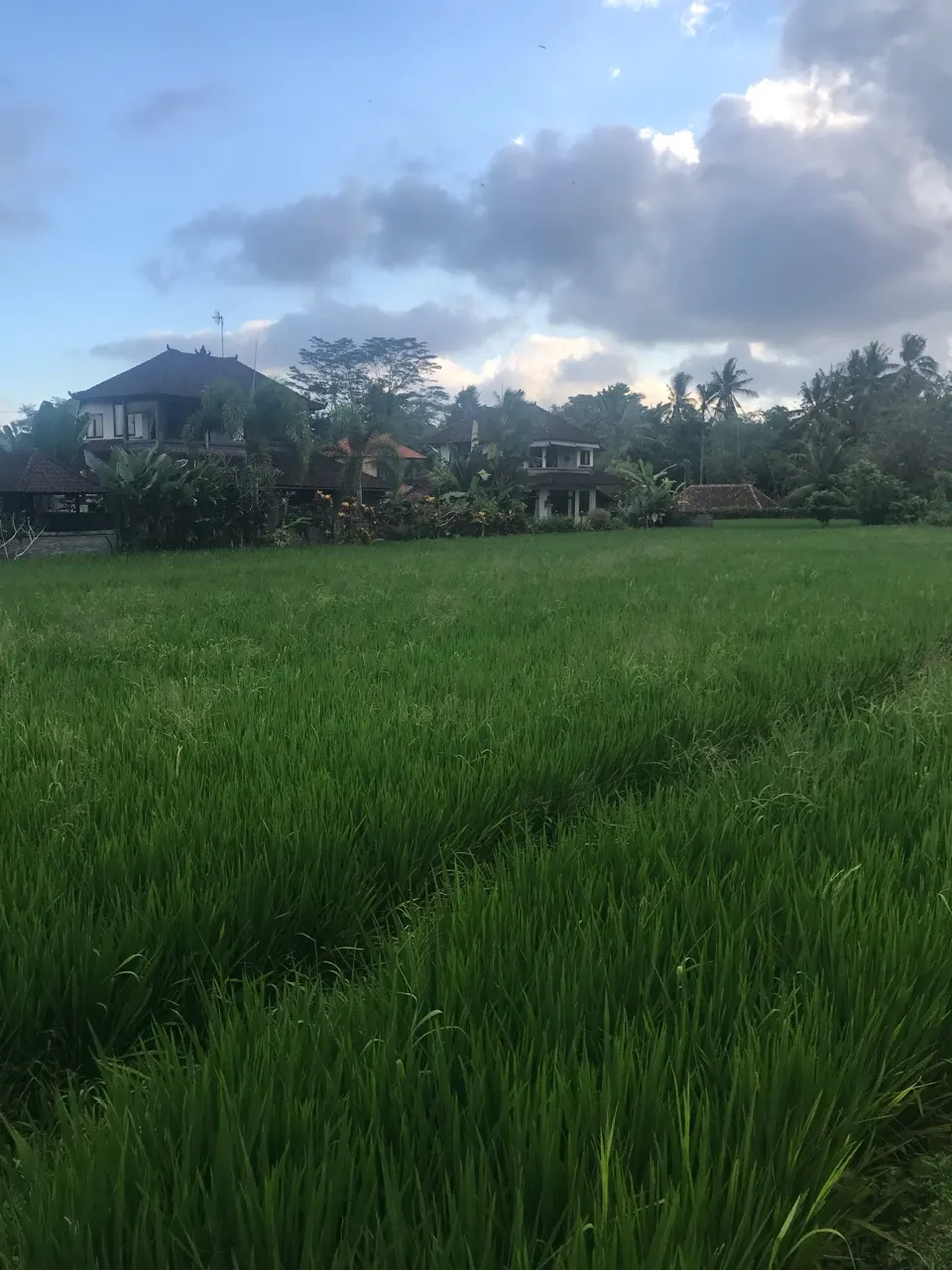 Fel groen rijstveld onder een bewolkte lucht bij Ubud
