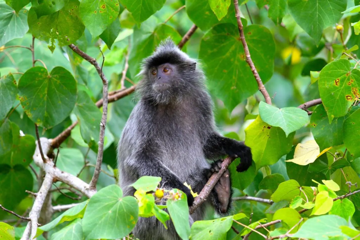 Zilverblad-aap met grijze vacht tussen groene bladeren in Bako National Park
