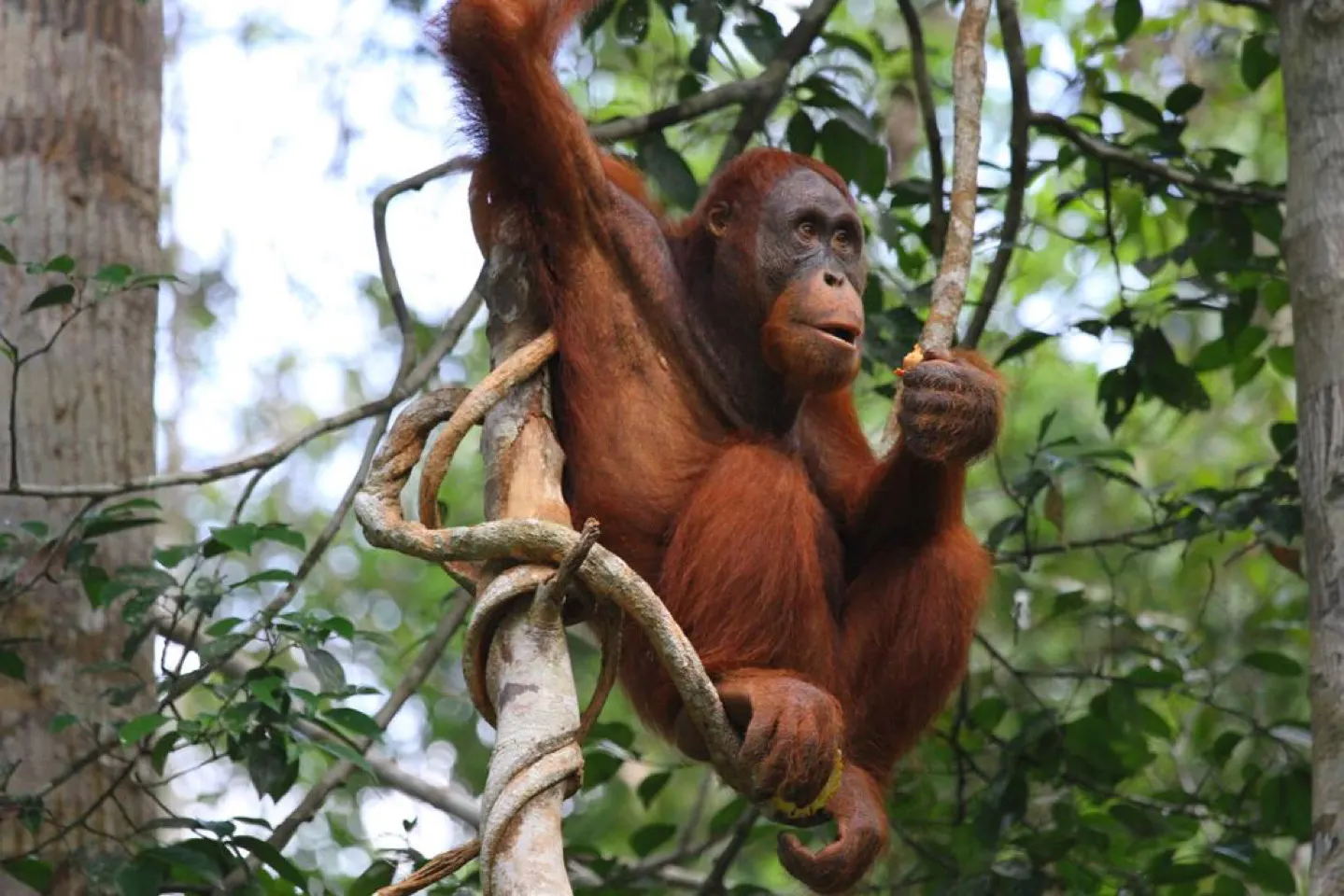 Wilde orang-oetan die zich vasthoudt aan een liaan in het regenwoud bij Semenggoh