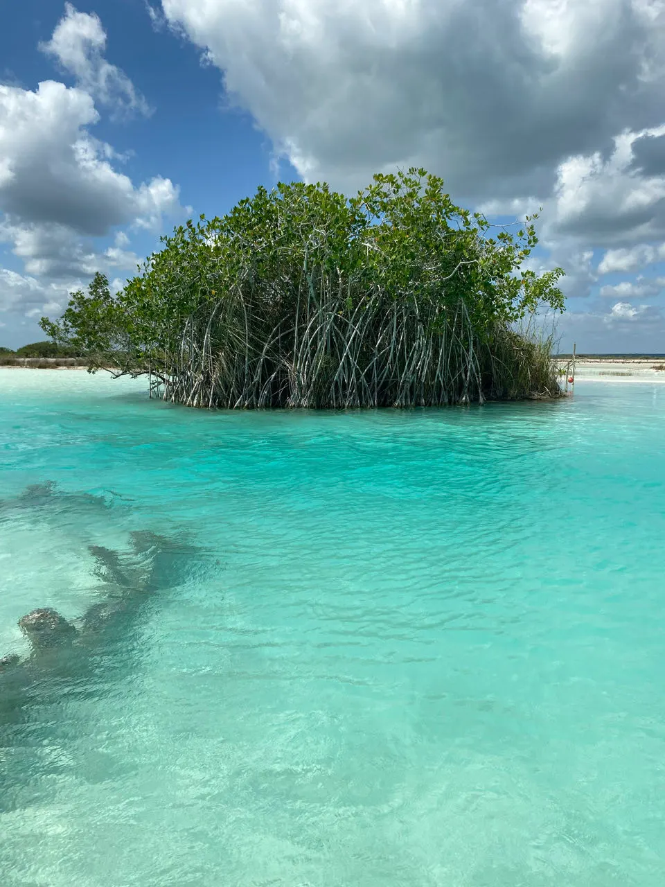 Palmboom aan het turquoise water van de lagune van Bacalar