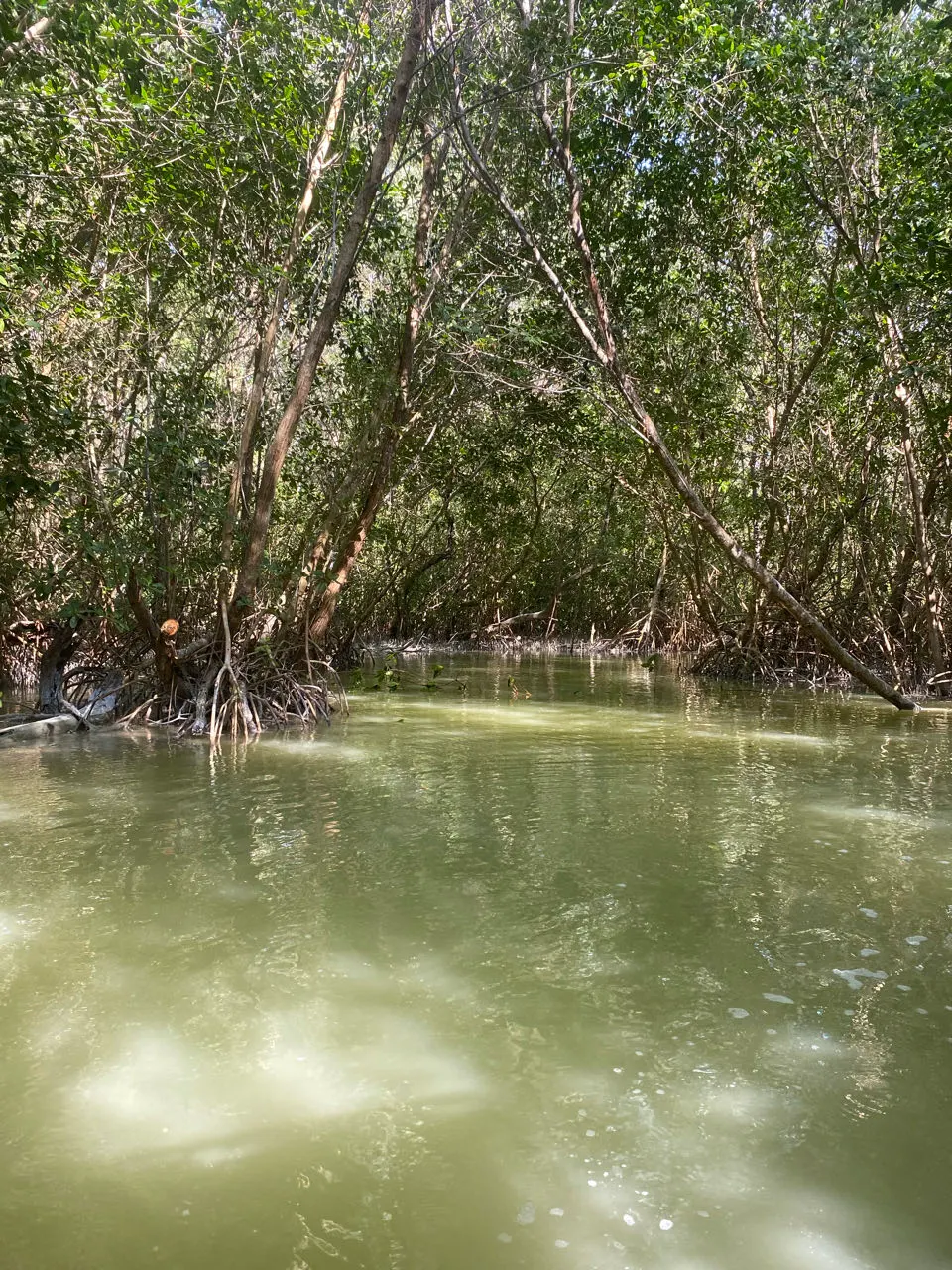 Boottocht door een tunnel van mangroven in het natuurgebied van Celestún