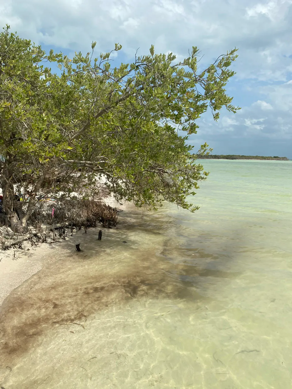 Klein mangrove-eilandje in het ondiepe water bij Holbox
