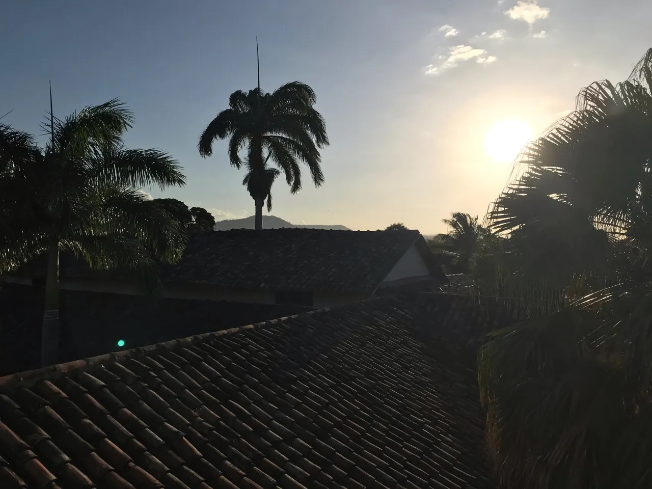Palmboom in silhouet tegen de zonsondergang boven de daken van Granada