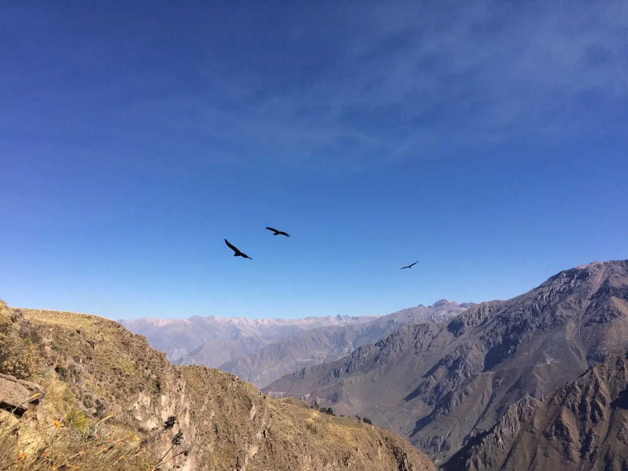 Andescondors zeilen boven de Colca Canyon bij de Cruz del Cóndor
