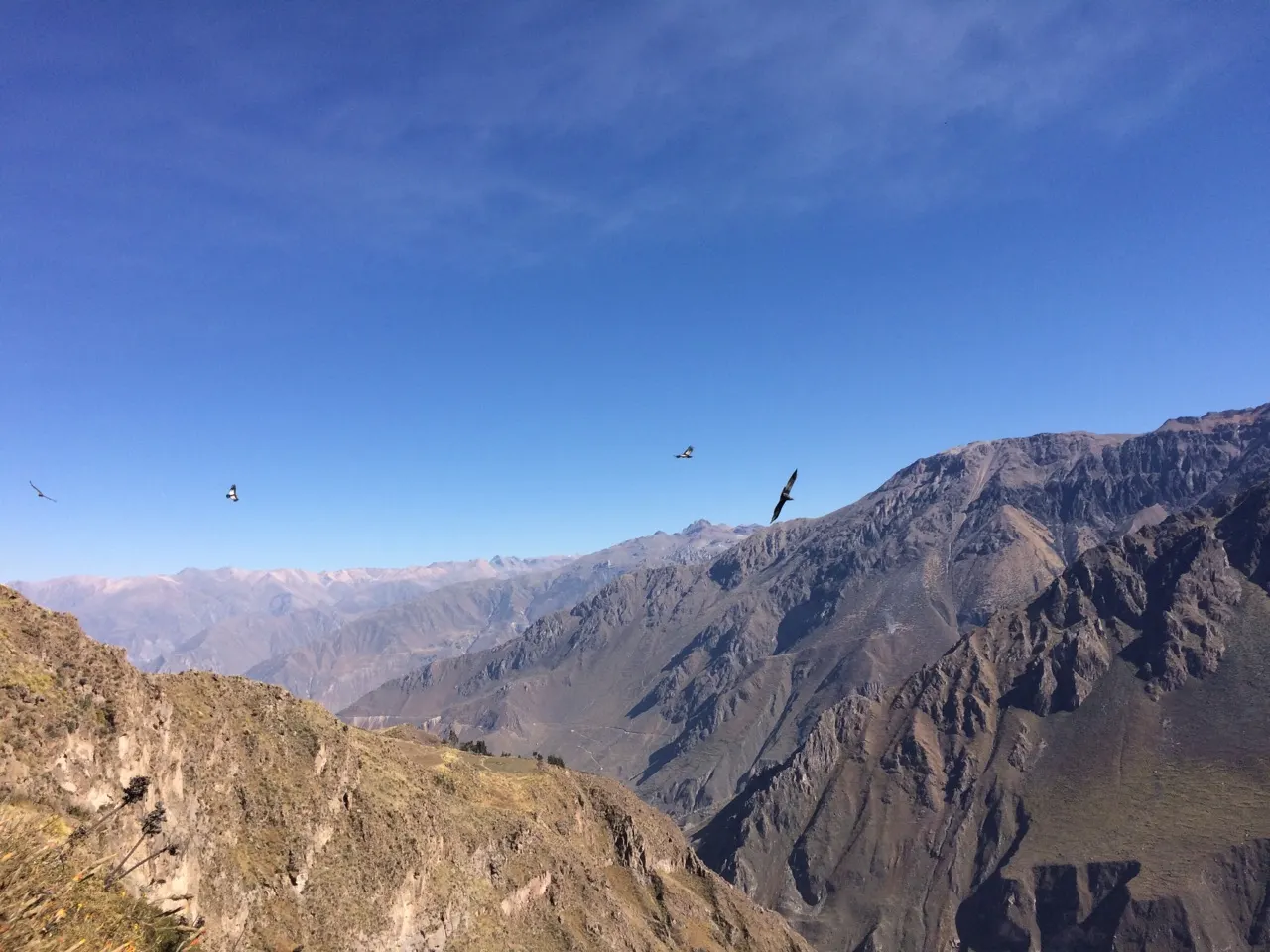 Meerdere Andescondors cirkelen boven de Colca Canyon