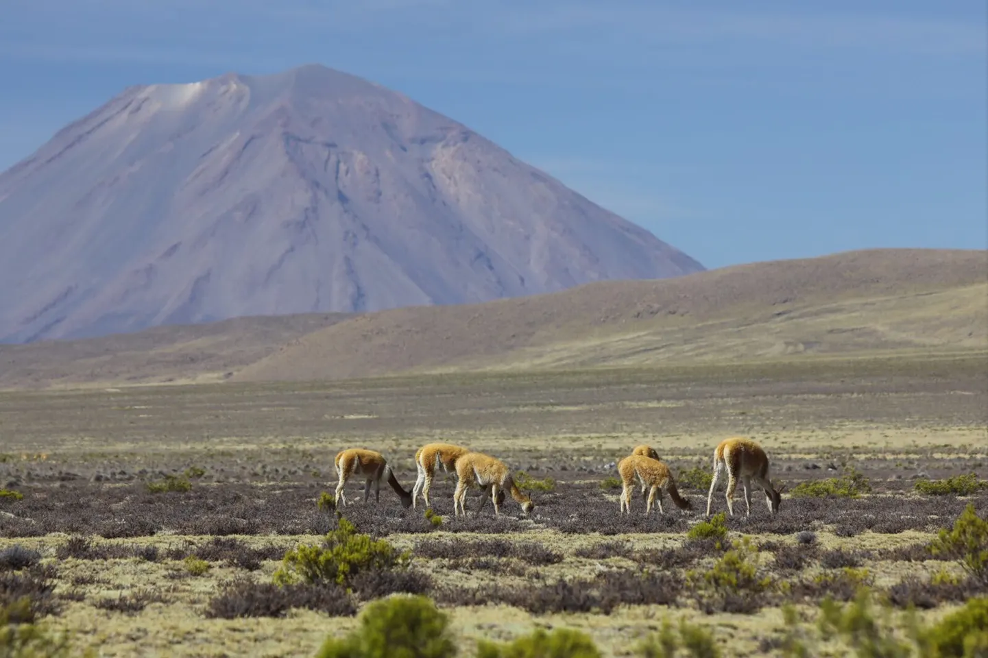Vicuña's grazen op de altiplano met een vulkaan op de achtergrond
