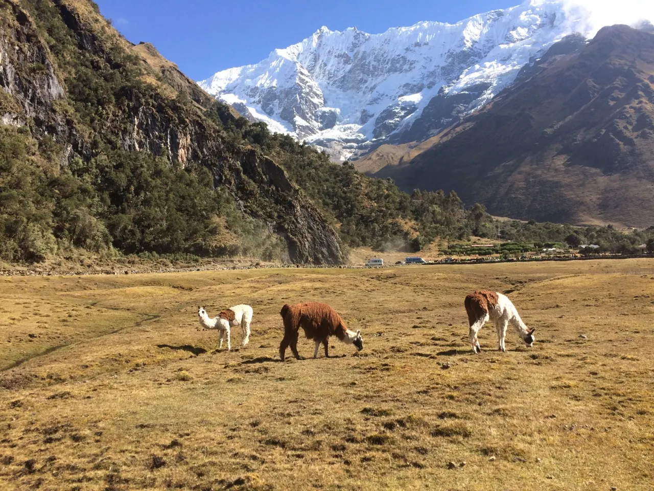 Lama's grazen op een hoogvlakte met besneeuwde bergtoppen erachter