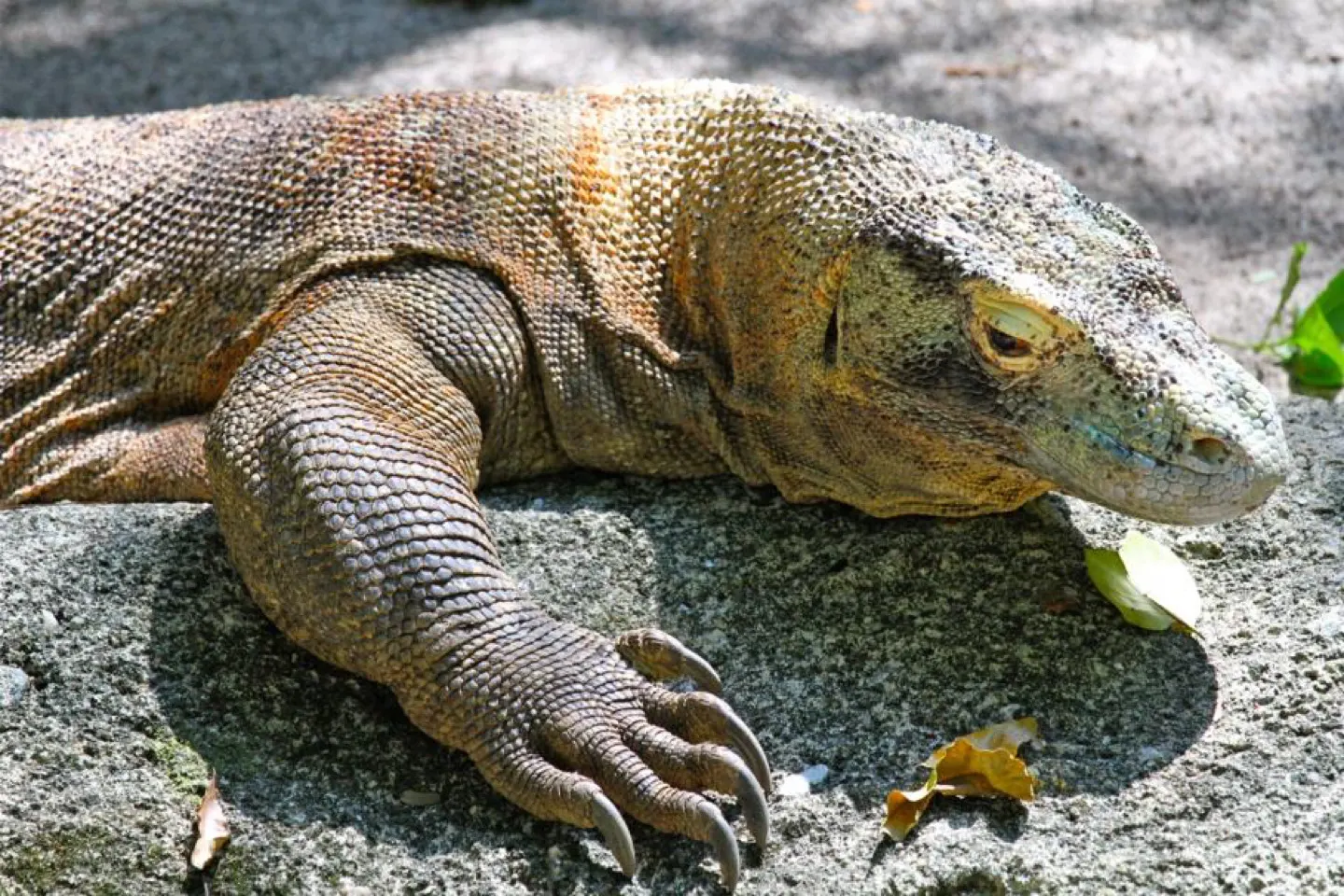Grote komodovaraan op een rots in de dierentuin van Singapore