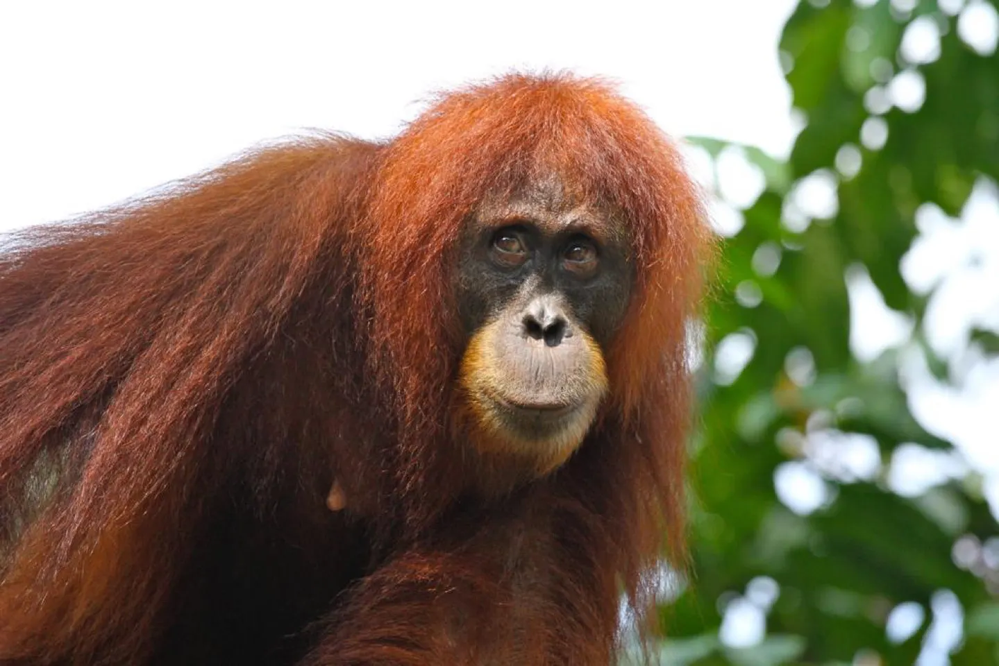 Orang-oetan van dichtbij in de dierentuin van Singapore