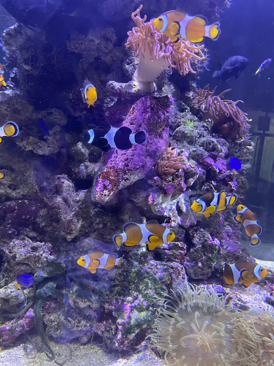 Kleurrijke clownvissen en koraal in een aquarium van de Oceanogràfic in Valencia