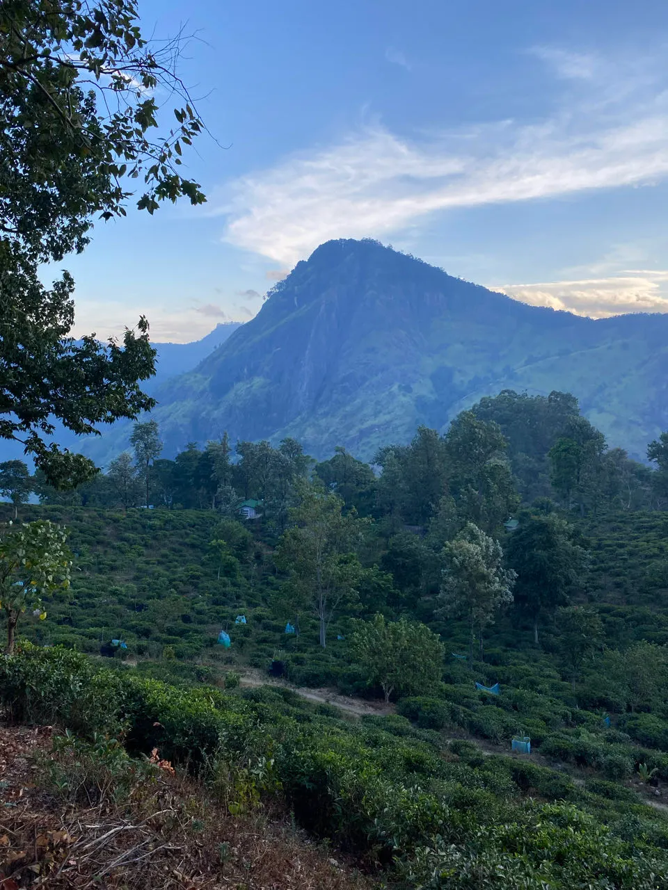 Uitzicht over de groene bergen en theeplantages rond Ella op Sri Lanka