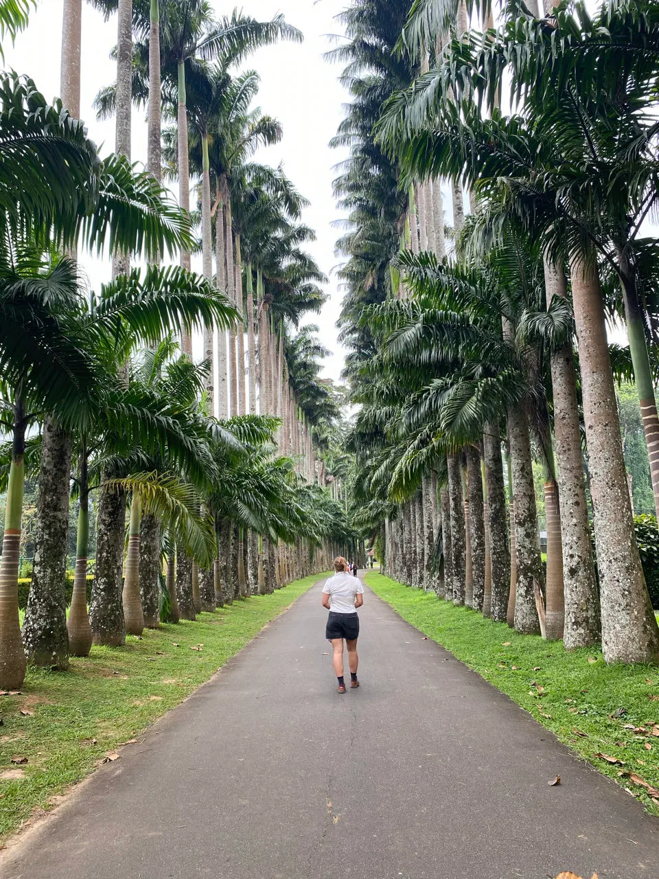 De palmenlaan in de Koninklijke Botanische Tuin bij Kandy