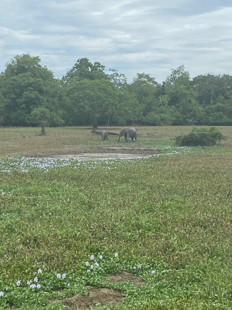 Wilde olifanten in een groen veld langs de weg naar Arugam Bay