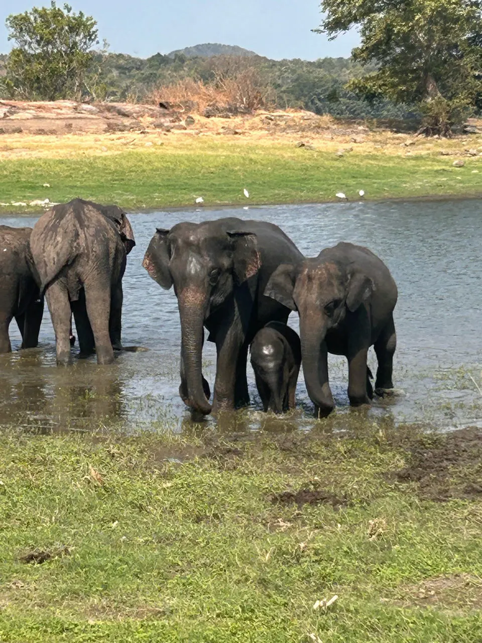 Een kudde olifanten bij het water in Minneriya National Park