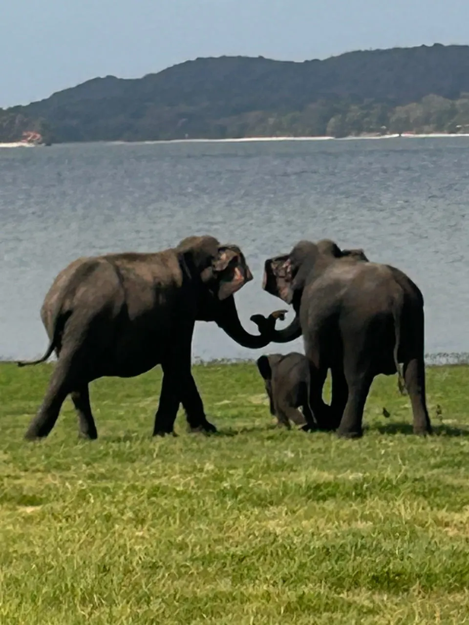 Twee olifanten met een jong tijdens een safari in Minneriya National Park